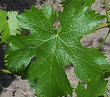 Cabernet Franc leaf Cab franc leaf.JPG