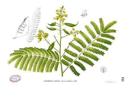 Caesalpinia sappan Blanco1.121.jpg