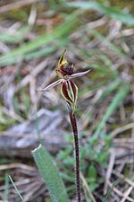 Thumbnail for Caladenia actensis