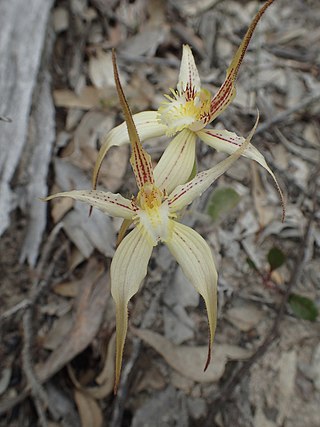 <i>Caladenia <span style="font-style:normal;">×</span> triangularis</i> Species of orchid