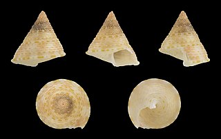 <i>Calliostoma ticaonicum</i> Species of gastropod