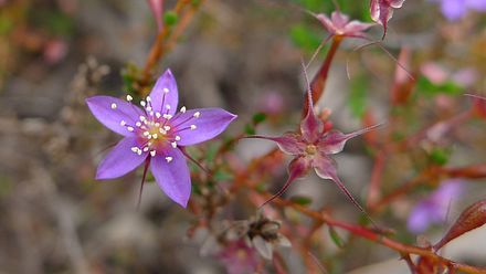 Calytrix fraseri flower with purple colour Calytrix flower (6368328629).jpg