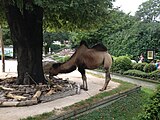 Camel at Karlsruhe Zoo