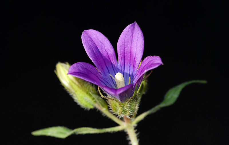 File:Campanula strigosa.jpg