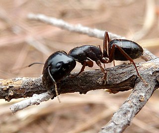 <i>Camponotus empedocles</i> Species of ant