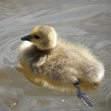 Canada Goose (Branta canadensis), Juvenile