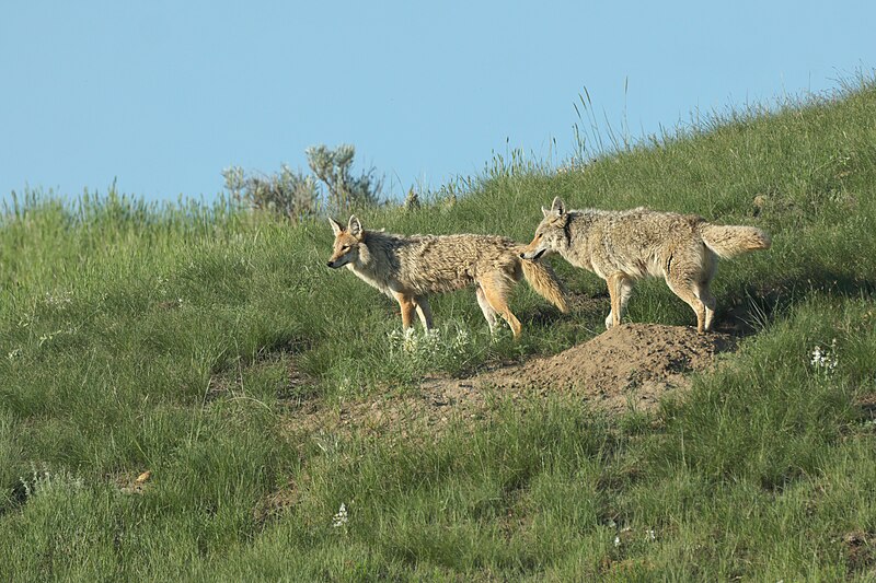 File:Canis latrans GNP 02.jpg