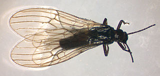 <i>Capnopsis</i> Genus of stoneflies