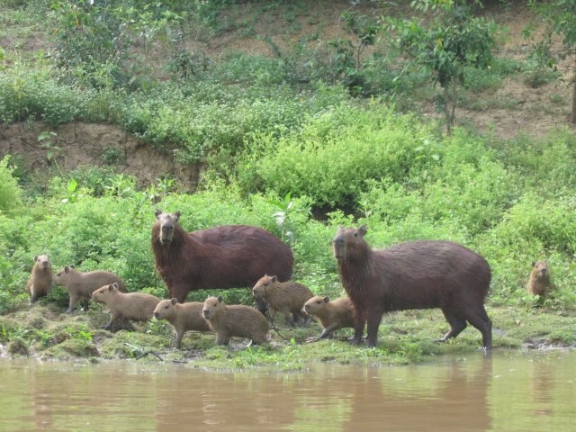 Capybara family in the region of Rurrenabaque, Beni Dept.
