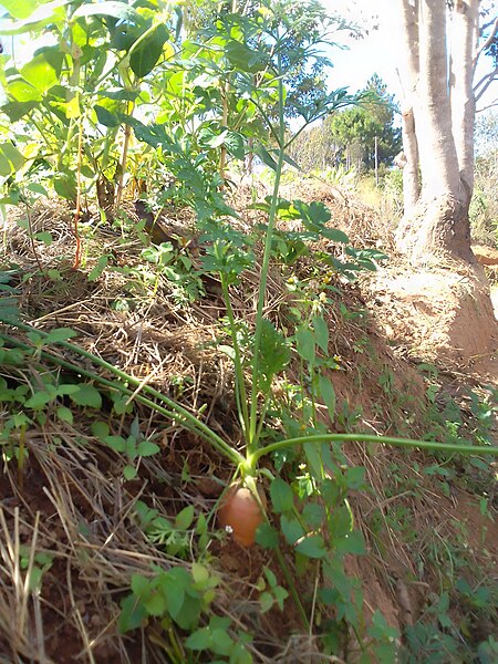 File:Carotte, agroécologie Madagascar.jpg