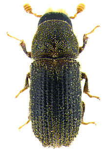 Carphoborus cholodkovskyi Imago.jpg