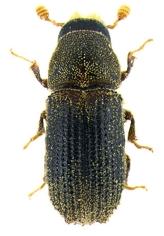 <i>Carphoborus</i> Genus of beetles