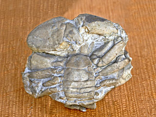 Palaeocarpilius