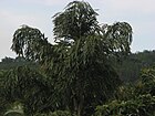 Caryota urens top side.jpg