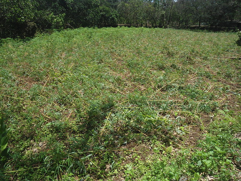 File:Cassava damaged by Typhoon Rammasun (2014) in Hainan.JPG