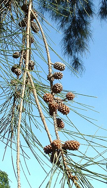 File:Casuarina cunninghamiana fruit01.jpg