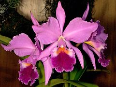 Cattleya labiata Orchi 1013.jpg