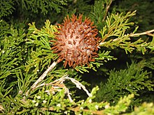 Gall on eastern red cedar (Juniperus virginiana) before rain. Cedar-apple rust 1.jpg