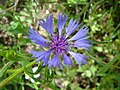 Centaurea cyanus