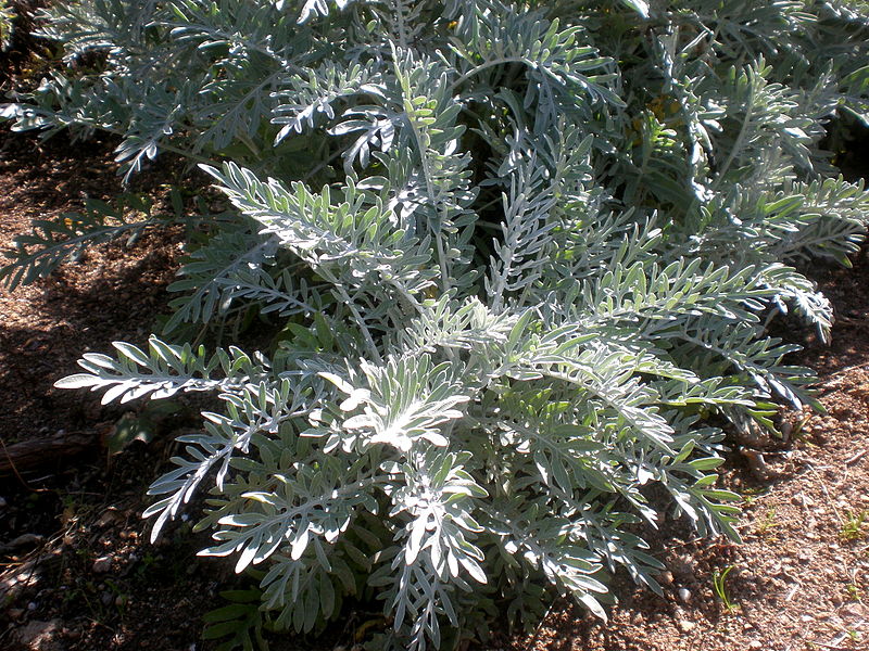 File:Centaurea pulcherrima 2c.JPG