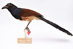 Thumbnail for Black-throated coucal