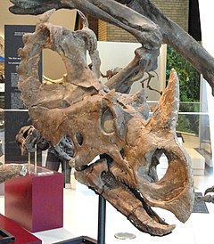Centrosaurus apertus skull and jaws, Dinosaur Provincial Park, Alberta, Canada, Late Cretaceous - Royal Ontario Museum - DSC00078.JPG