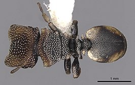 Cephalotes kukulcan