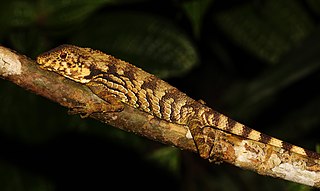 <i>Ceratophora erdeleni</i> Species of lizard