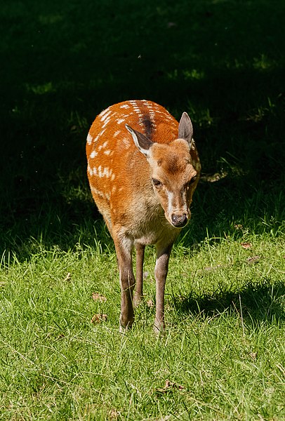 File:Cervus nippon - Wildpark Knüll 02.jpg