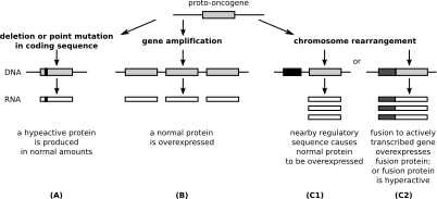 File:Ch1-oncogene.svg