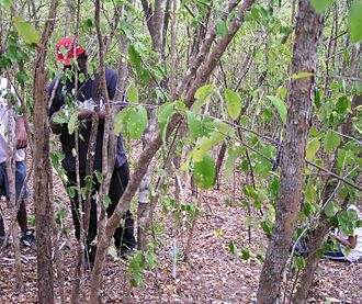 Dry forest on Chacachacare, showing the short, shrubby growth-form of the forest. Chacachacare dry forest.JPG