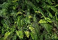 Image 508Chain fern (Woodwardia radicans) at Furna do Enxofre, Caldeira, Graciosa Island, Azores, Portugal