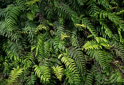 Chain fern (Woodwardia radicans) at Furna do Enxofre, Caldeira, Graciosa Island, Azores, Portugal