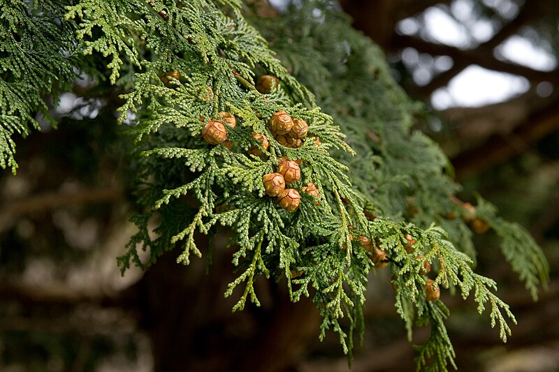 File:Chamaecyparis obtusa 02.jpg