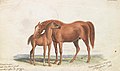 "Charles_Hamilton_Smith_-_Brood_Mare_and_Third_Foal,_with_Marks_of_Quagga_-_B1981.25.2218_-_Yale_Center_for_British_Art.jpg" by User:SmartifyBot