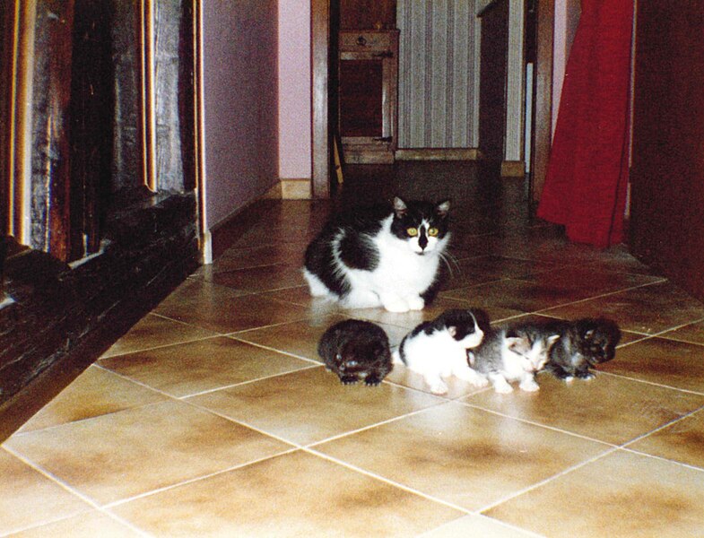 File:Chatte et ses bébés.jpg