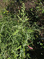 Stippelganzenvoet (Chenopodium ficifolium)
