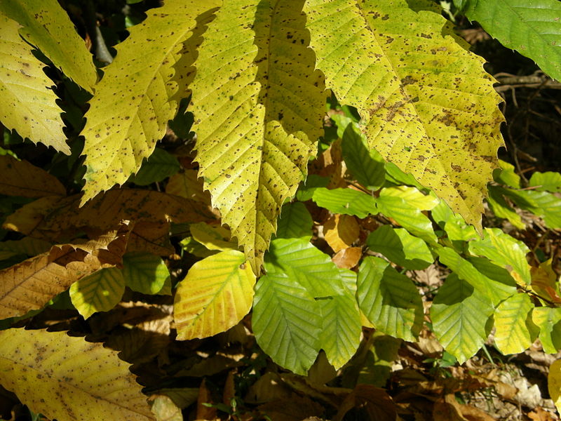 File:Chesnut leaves (2937651887).jpg