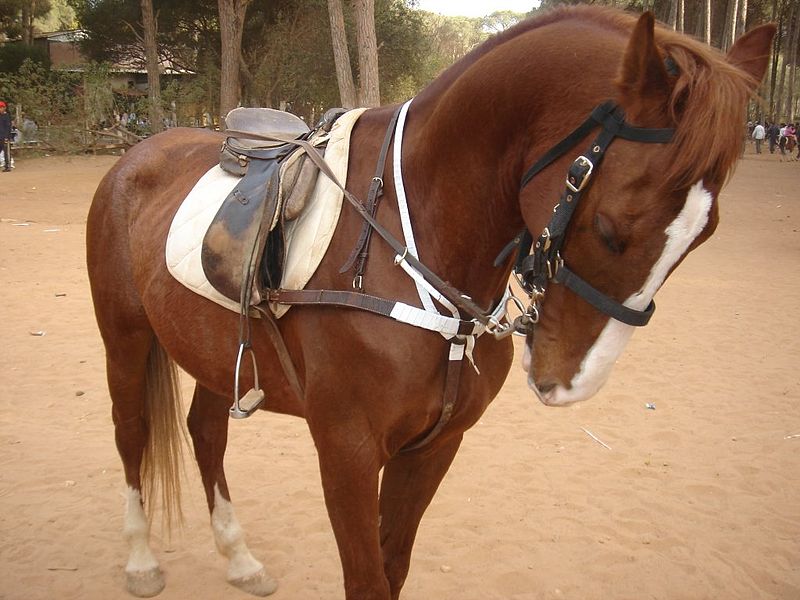 File:Cheval barbe a bouchaoui.JPG