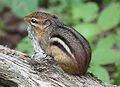 Chipmunk