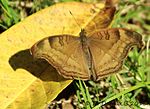 Thumbnail for List of butterflies of Chandigarh