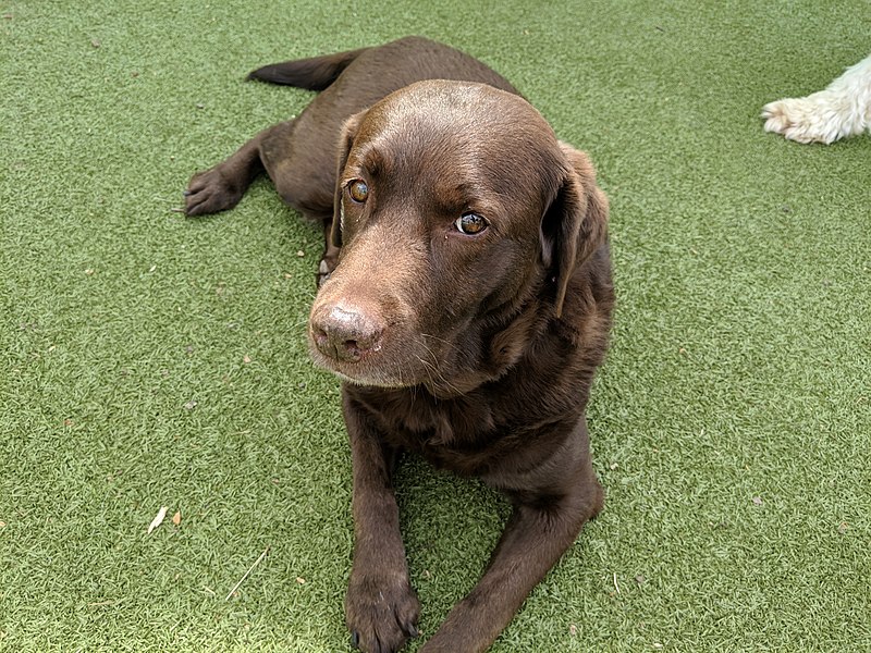 File:Chocolate labrador at great neck doggie daycare.jpg