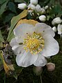 Helleborus niger flower