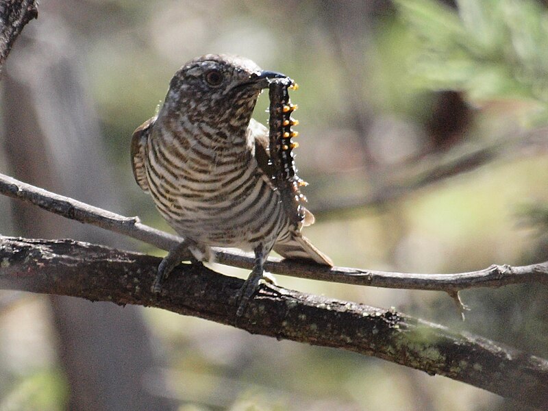 File:Chrysococcyx lucidus -Mulligans Flat Nature Reserve, Canberra, Australia-8.jpg