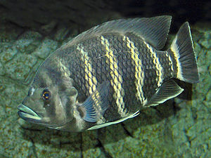 Heterotilapia buttikoferi