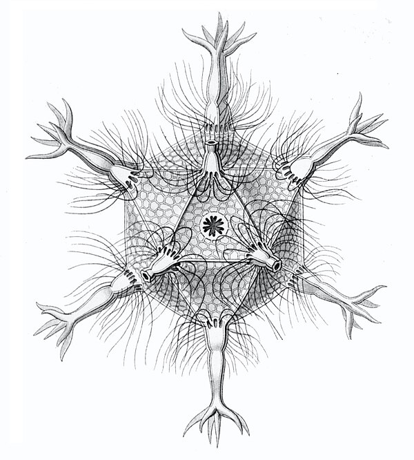 The radiolarian Circogonia icosahedra has a regular icosahedral structure