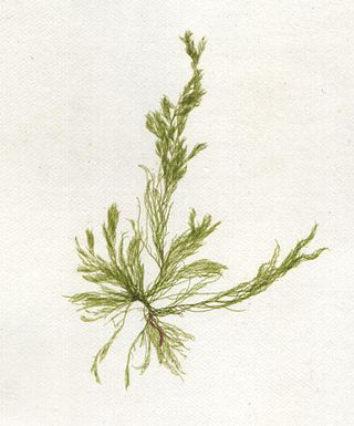 <i>Cladophora</i> Genus of filamentous green algae