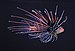 Clearfin lionfish (Pterois radiata).JPG