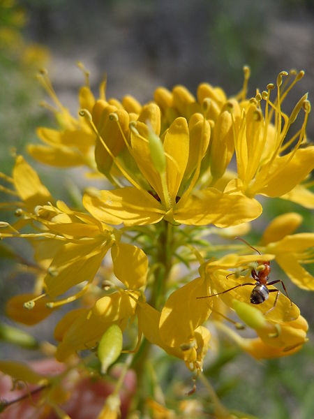 File:Cleome lutea (5008720206).jpg