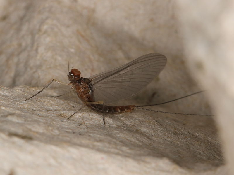 File:Cloeon dipterum (18406389834).jpg